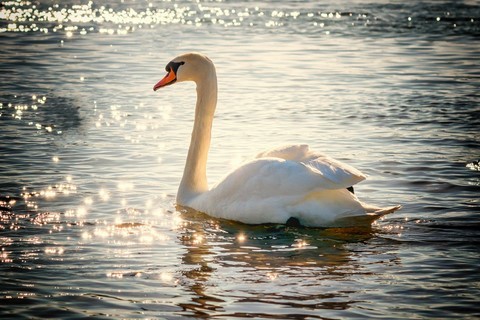 Schwan im Licht