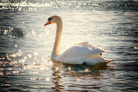 Schwan im Licht